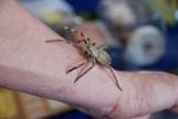 Rain spider on Yebo 2011 visitors wrist